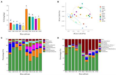 Unveiling Endophytic Bacterial Community Structures of Different Rice Cultivars Grown in a Cadmium-Contaminated Paddy Field